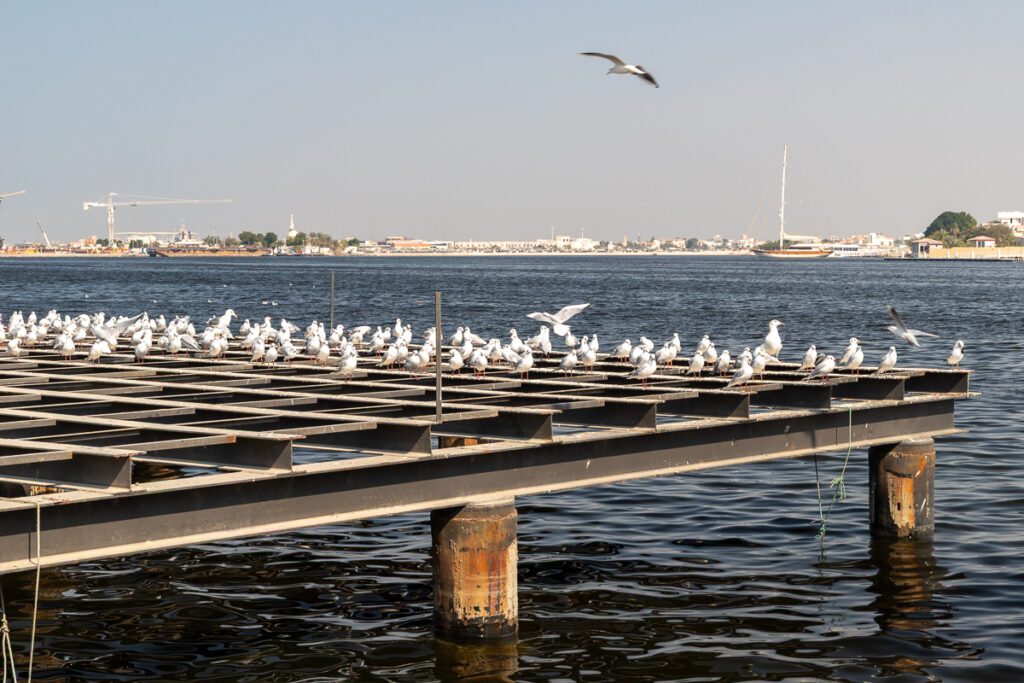 2025 UAE, QATAR & OMAN