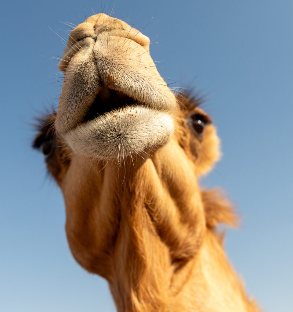 2025 UAE, QATAR & OMAN