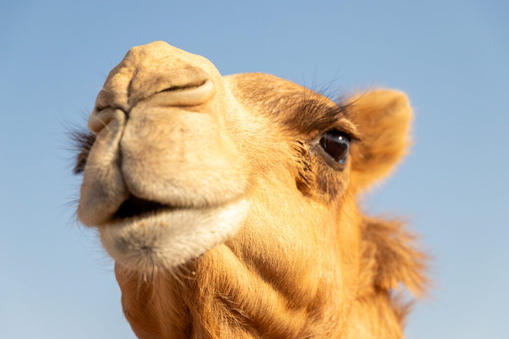 2025 UAE, QATAR & OMAN