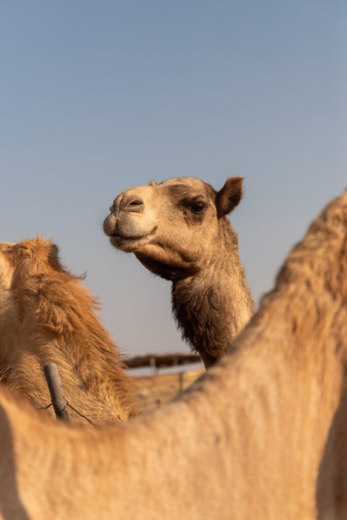 2025 UAE, QATAR & OMAN