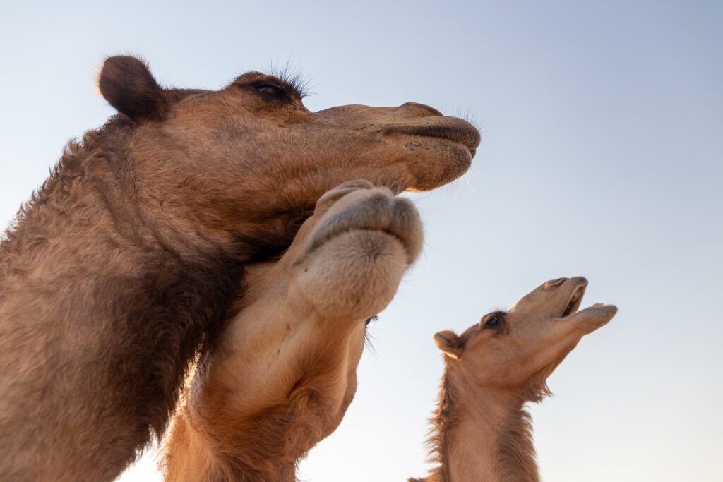 2025 UAE, QATAR & OMAN