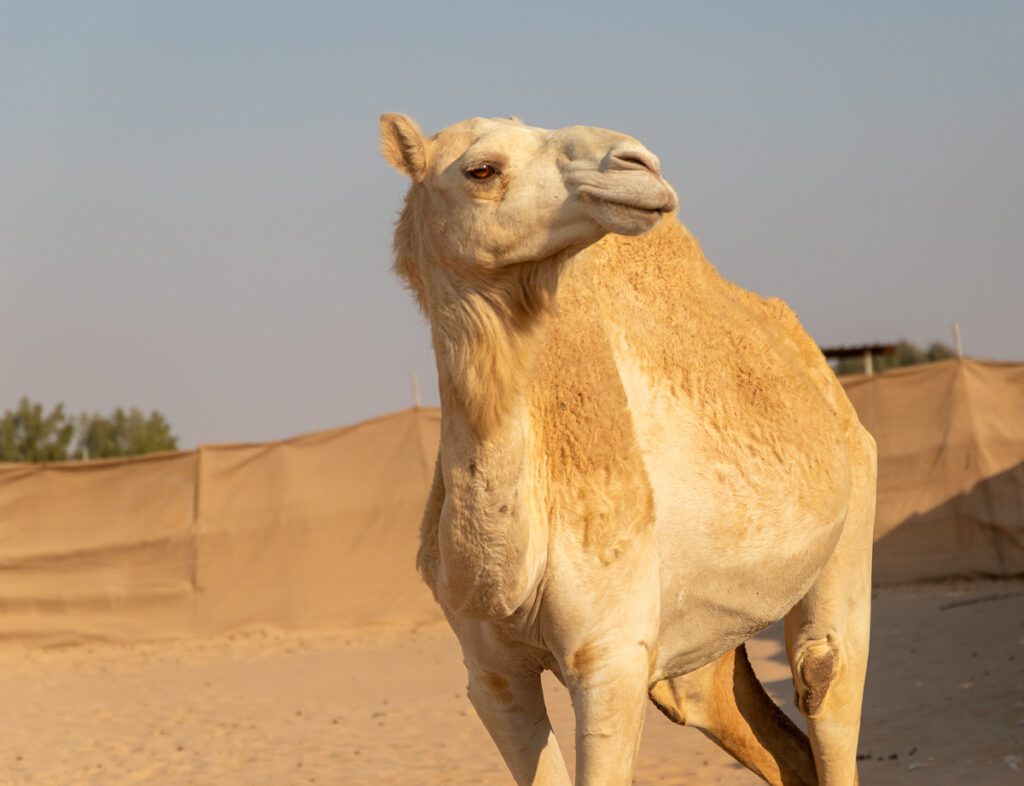 2025 UAE, QATAR & OMAN