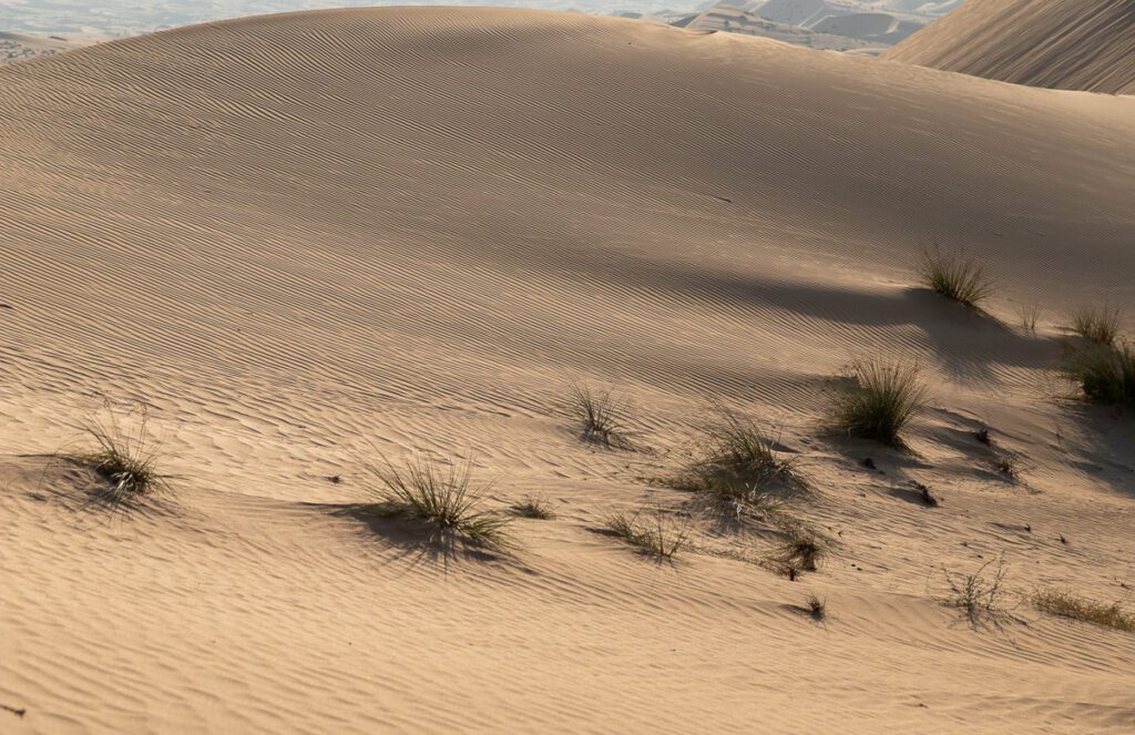 2025 UAE, QATAR & OMAN