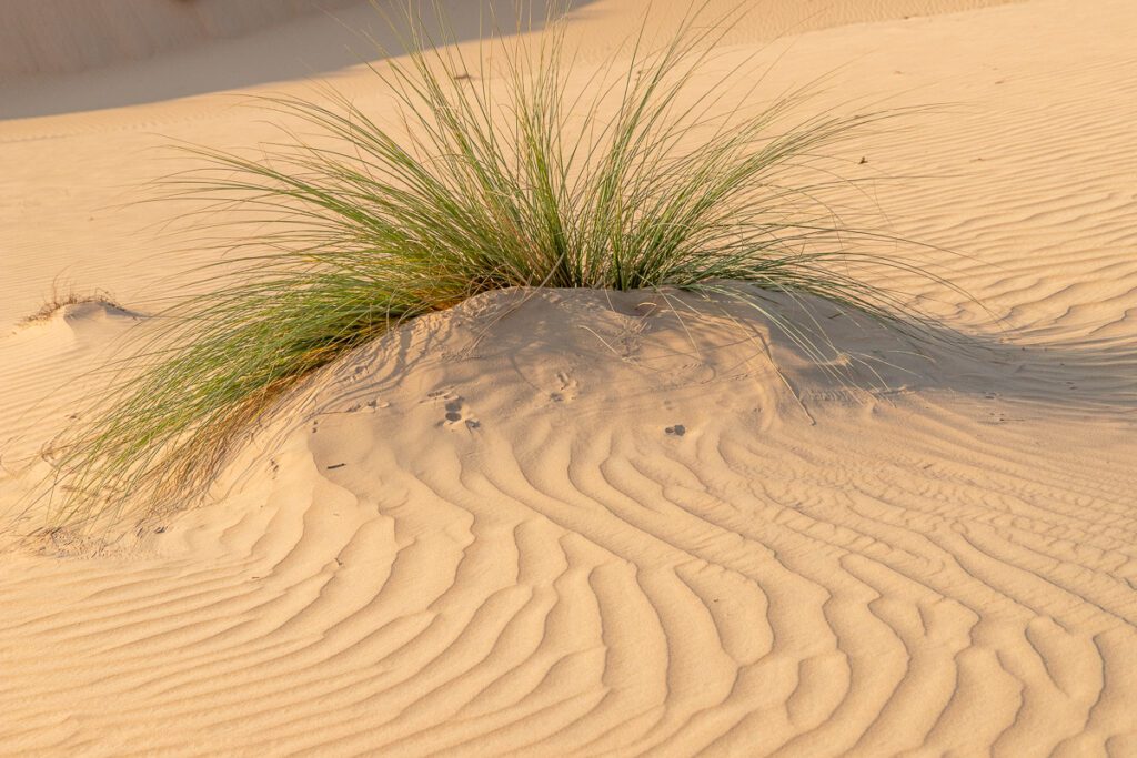 2025 UAE, QATAR & OMAN